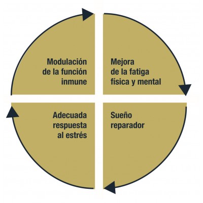 DAY-NIGHT herbes 15+15 cápsulas de Mycofit Mycofit S.L. MYC-19610 insomnio y descanso salud.bio