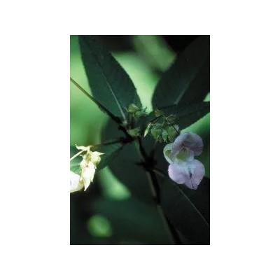 Impaciencia (18) Impatiens Elixir Floral Ecológico de PLANTIS (Dr. Bach) Artesania Agrícola ART-095018 Estados emocionales, a...