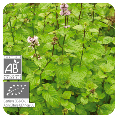 Menta del Campo Aceite Esencial Natural BIO Quimiotipado de Pranarôm Pranarom 225958 Acéites esenciales salud.bio