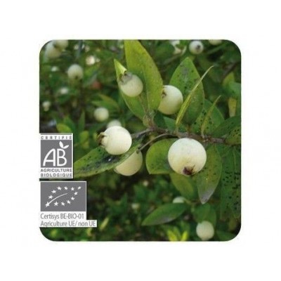 Mirtilo Verde Aceite Esencial Natural BIO Quimiotipado de Pranarôm Pranarom 222435 Acéites esenciales salud.bio