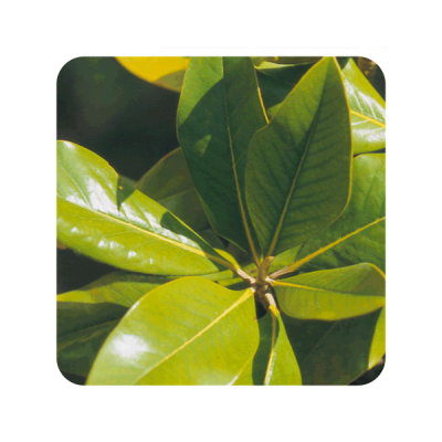 Naranjo Amargo (Hoja) Aceite Esencial Natural Quimiotipado de Pranarôm Pranarom 227230 Acéites esenciales salud.bio