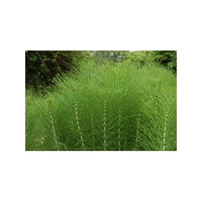 Cola de caballo, Herniaria de Estado Puro Tongil Tongil M56 Drenantes y Diureticos salud.bio