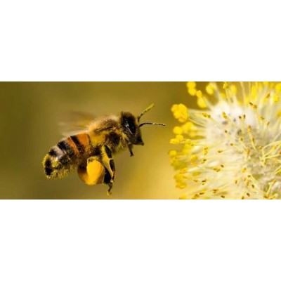 Polen Natural de 225g de la Magia del Colmenar La Magia del colmenar 8437019239145 Miel, Polen, Jalea Real, Propolis salud.bio