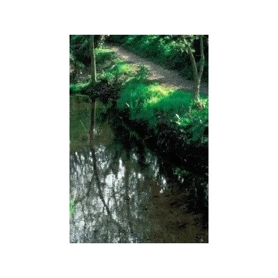 Agua de Roca (27) Rock Water Elixir Floral Ecológico de PLANTIS (Dr. Bach) Artesania Agrícola ART-095027 Estados emocionales,...