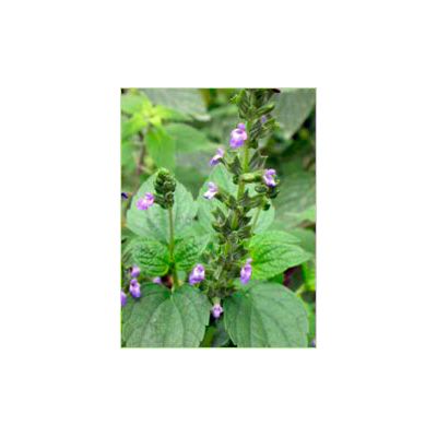 Aceite de CHIA COLESTOP Omega 3, 6, 9 de CFN CFN - CFN Complementos Fitonutricionales S.L. 2001274 Ayudas niveles Colesterol ...