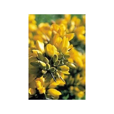 Aulaga (13) Gorse Elixir Floral Ecológico de PLANTIS (Dr. Bach) Artesania Agrícola ART-095027 Estados emocionales, ansiedad, ...