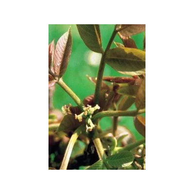 Nogal (33) Walnut Elixir Floral Ecológico de PLANTIS (Dr. Bach) Artesania Agricola, S.A. ART-095033 Estados emocionales, ansi...