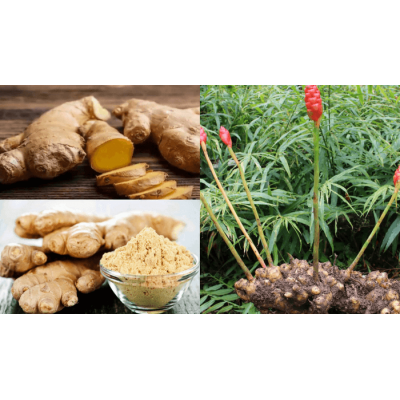 Jengibre en dados 250g de INT-SALIM ECO-SALIM SAL-01023 Super Alimentos salud.bio